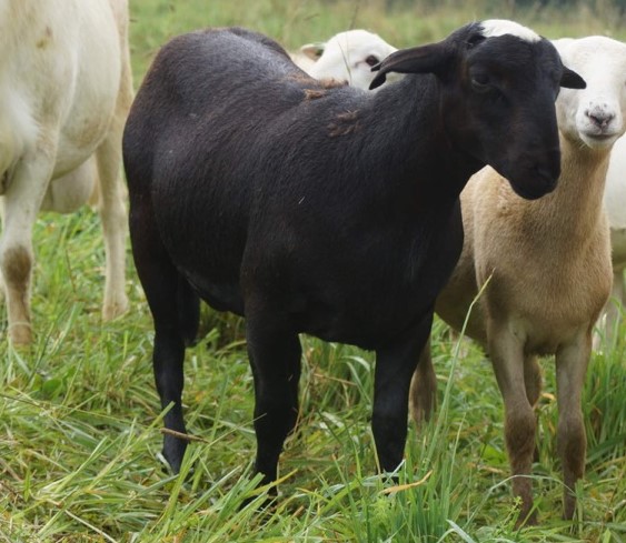 Katahdin hair sheep | Livestock | Nipawin | Kijiji