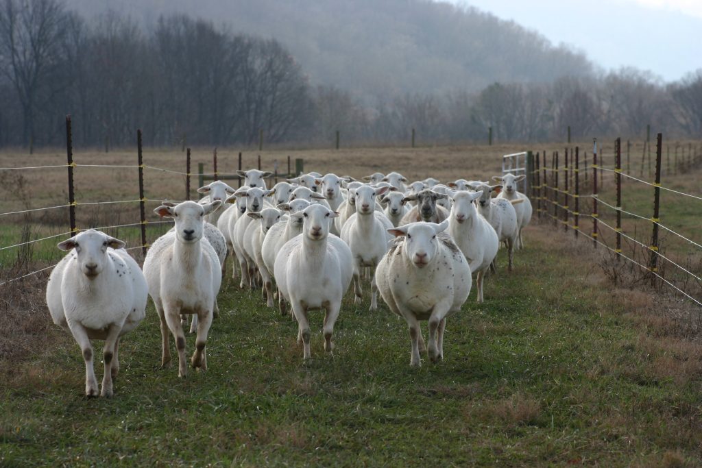 Running of the Ewes