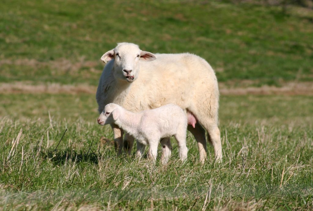 Katahdin Ewe with lamb