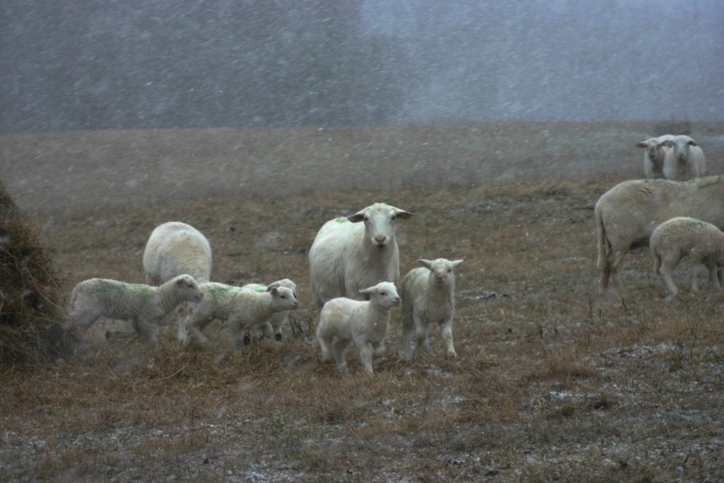 Katahdin ewe with lambs in snow