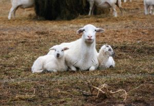 Katahdin Ewe with twin lambs