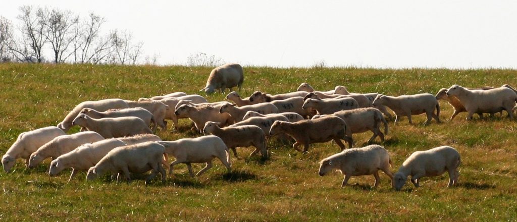 Katahdin Ewes on pasture in Tennessee