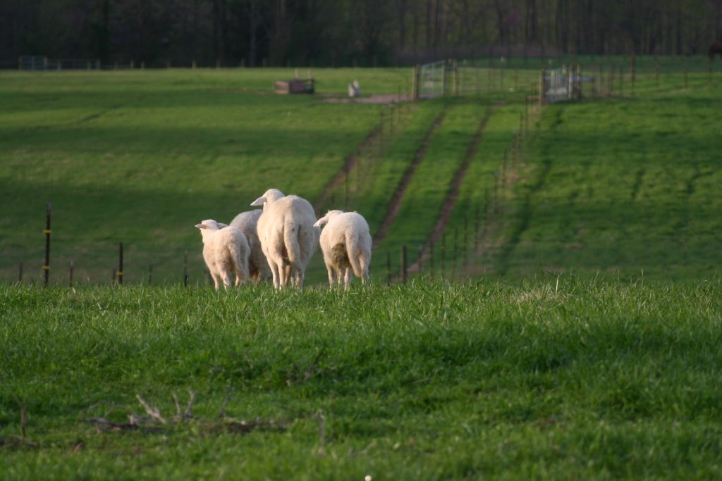 Katahdin Ewe with lambs on pasture in Tennessee