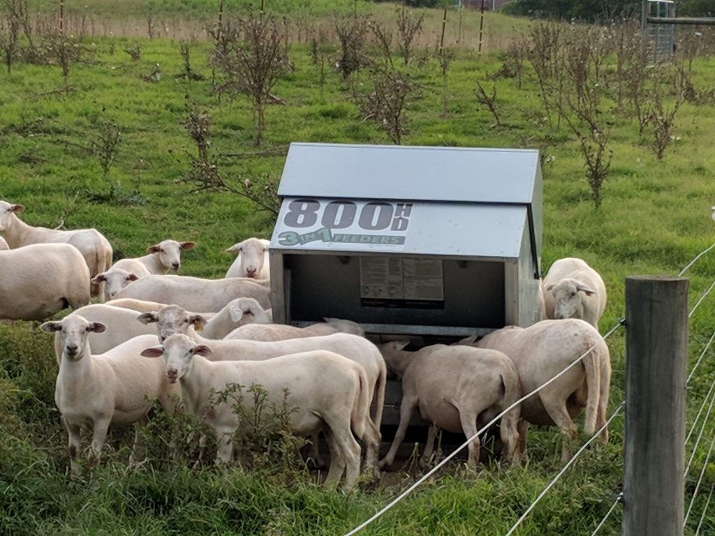 Katahdin ewe lambs on Advantage Feeder