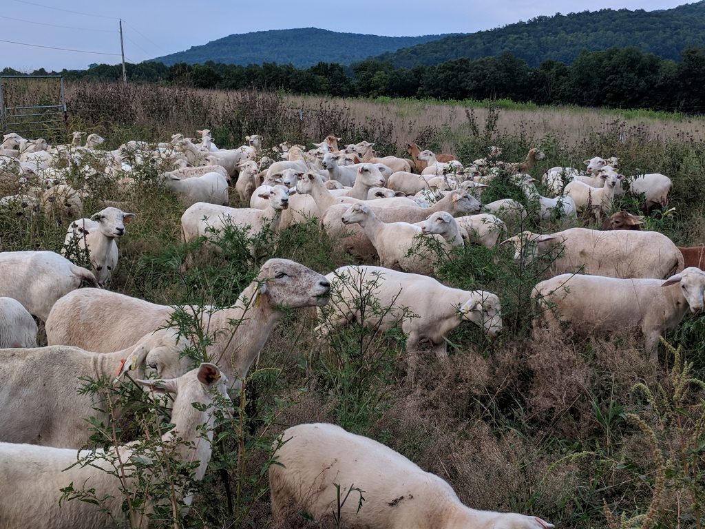 Katahdin ewes in pasture