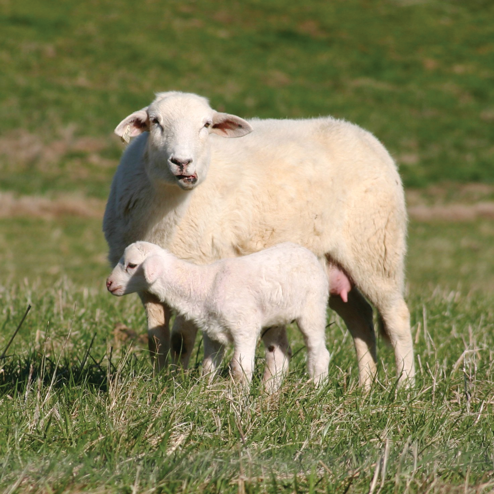 Katahdin ewe with lamb