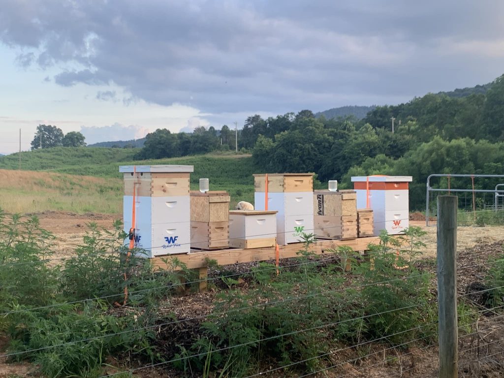 Tennessee Beehives